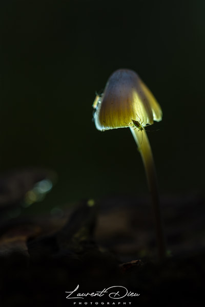 Canon EOS 5Ds - Canon EF 100mm Macro L IS USM.