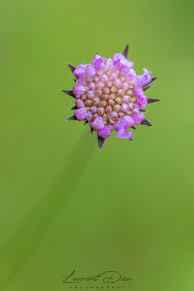 knautie des champs, Scabieuse des champs (Knautia arvensis). Canon EOS 5Ds - Canon EF 100mm f2.8L Macro IS USM.