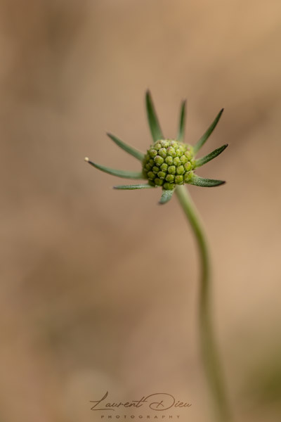 knautie des champs, Scabieuse des champs (Knautia arvensis). Canon EOS 5Ds - Canon EF 100mm f2.8L Macro IS USM.