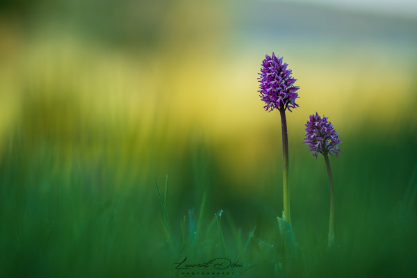 Orchis Militaire (Orchis militaris) Military orchid.