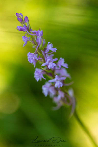 L´Orchis mâle (Orchis mascula).