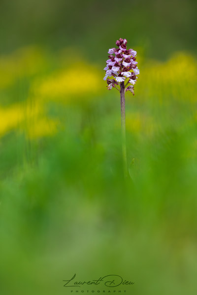 Orchis pourpre (Orchis purpurea) Lady orchid.