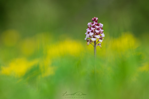 Orchis pourpre (Orchis purpurea) Lady orchid. Canon EOS 5DsR - Canon EF 300mm f/4 L IS USM.