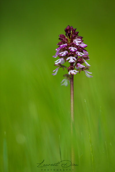 Orchis pourpre (Orchis purpurea) Lady orchid.