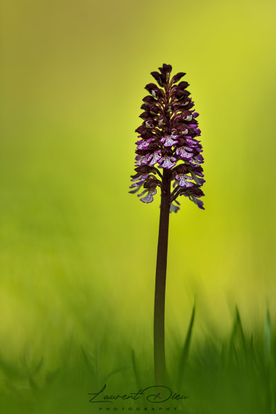 Orchis pourpre (Orchis purpurea) Lady orchid.