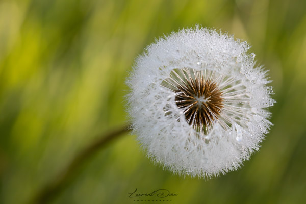 Pissenlit - Dent de lion. Canon EOS 5D Mark IV - Canon EF 100mm f2.8L Macro IS USM.