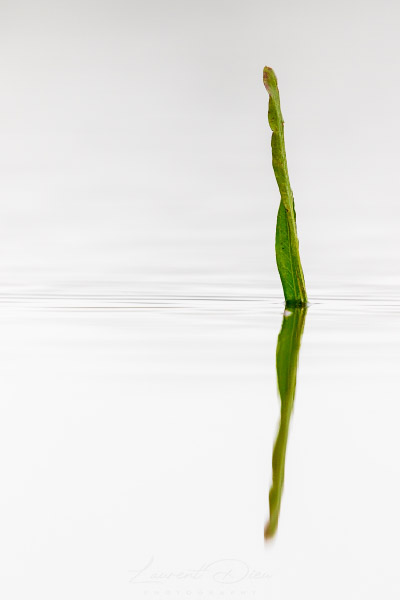 Canon EOS 7D Mark II - Canon EF 500mm f/4 L IS USM + 1.4x III