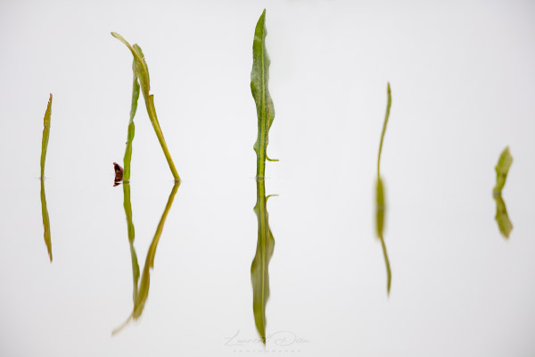 Canon EOS 7D Mark II - Canon EF 500mm f/4 L IS USM + 1.4x III