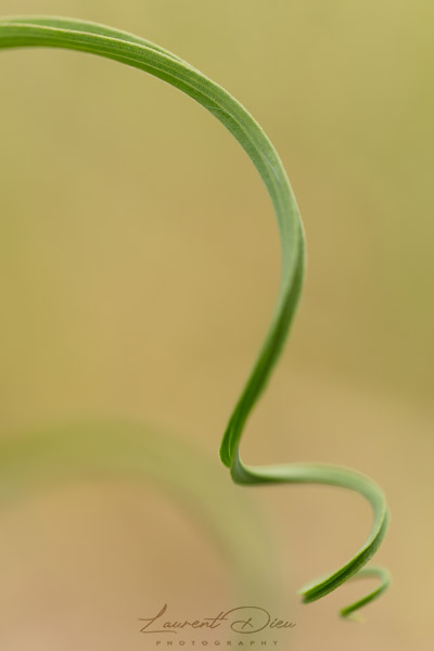 Canon EOS 5Ds - Canon EF 100mm f2.8L Macro IS USM.