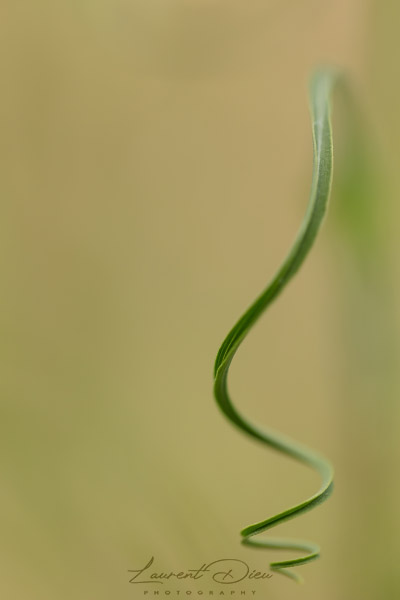 Canon EOS 5Ds - Canon EF 100mm Macro L IS USM