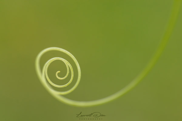 Canon EOS 5Ds - Canon EF 100mm f2.8L Macro IS USM.