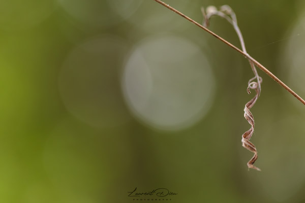 Canon EOS 5Ds - Canon EF 100mm f2.8L Macro IS USM.