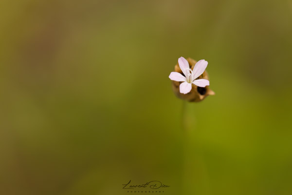 Canon EOS 5Ds - Canon EF 100mm f2.8L Macro IS USM.