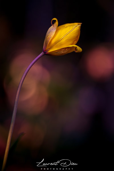 Tulipe des bois, Tulipe sauvage (Tulipa sylvestris). Canon EOS 5D Mark IV - Canon EF 100mm f2.8L Macro IS USM.