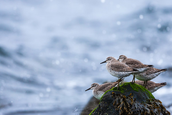 Bécasseau maubèche en plumage hivernal (Calidris canutus) Red Knot.