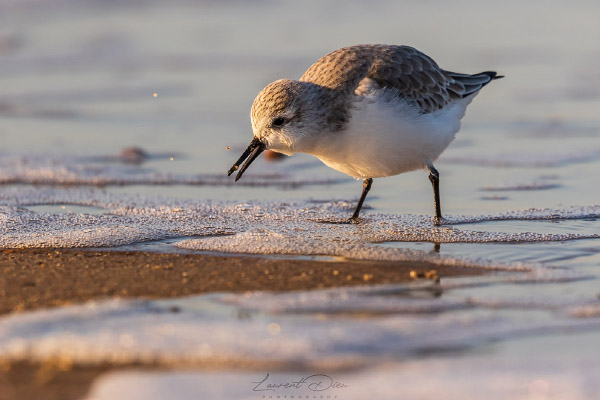 Bécasseau sanderling (Calidris alba) Sanderling. Canon EOS 7D II - Canon EF 500mm f/4 L IS II USM + 1.4x III.