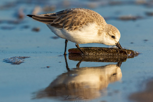 Bécasseau sanderling (Calidris alba) Sanderling. Canon EOS 7D Mark II - Canon EF 500mm f/4 L IS II USM + 1.4x III