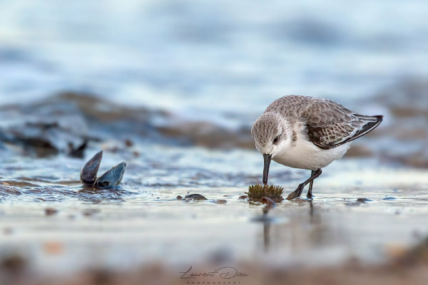Bécasseau sanderling (Calidris alba) Sanderling. Canon EOS 7D II - Canon EF 500mm f/4 L IS II USM + 1.4x III.