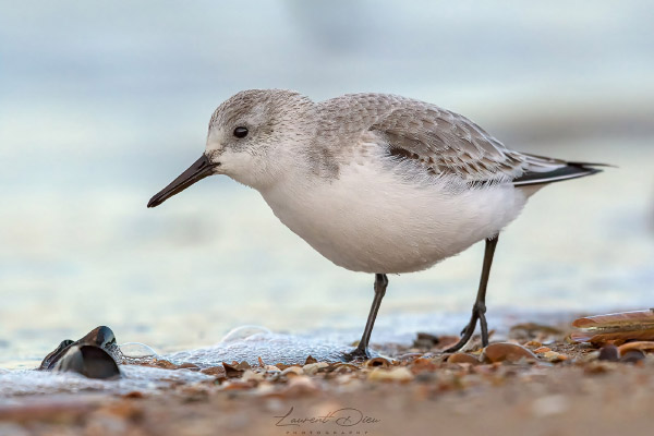Bécasseau sanderling (Calidris alba) Sanderling. Canon EOS 7D II - Canon EF 500mm f/4 L IS II USM + 1.4x III.