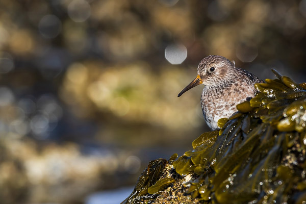 Bécasseau sanderling (Calidris alba) Sanderling.