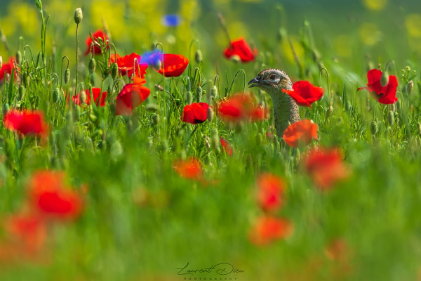 Faisan de Colchide (Phasianus colchicus) Common Pheasant.