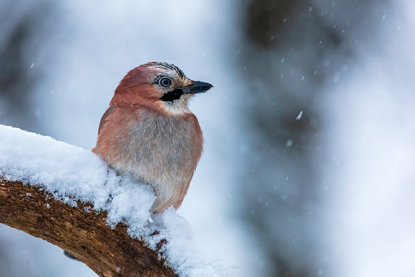 Geai des chênes
(Garrulus glandarius) Eurasian Jay. Canon EOS 5Ds - Canon EF 500mm f/4 L IS II USM.