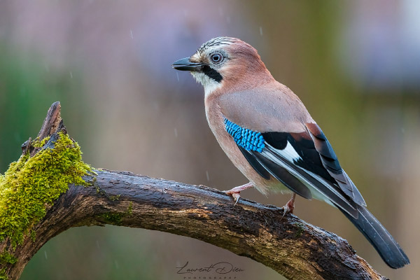 Geai des chênes
(Garrulus glandarius) Eurasian Jay. Canon EOS 5Ds - Canon EF 500mm f/4 L IS II USM.