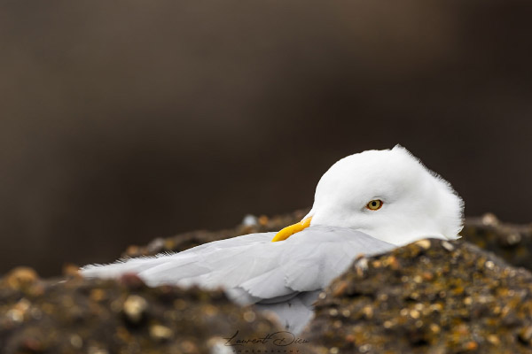 Goéland argenté (Larus argentatus) European Herring Gull.