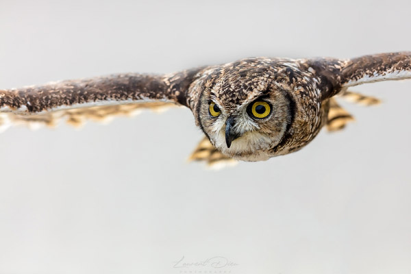 Canon EOS 5Ds - Canon EF400mm f/2.8 L IS II USM.