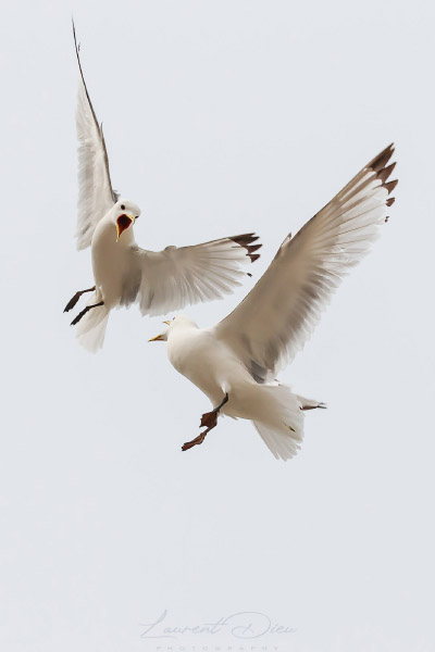 Mouette tridactyle (Rissa tridactyla - Black-legged Kittiwake).