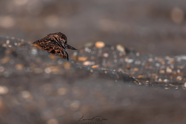 Tournepierre (Arenaria interpres) Ruddy Turnstone.