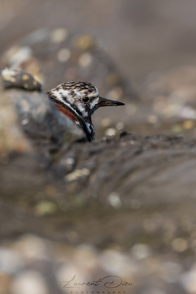 Tournepierre (Arenaria interpres) Ruddy Turnstone.