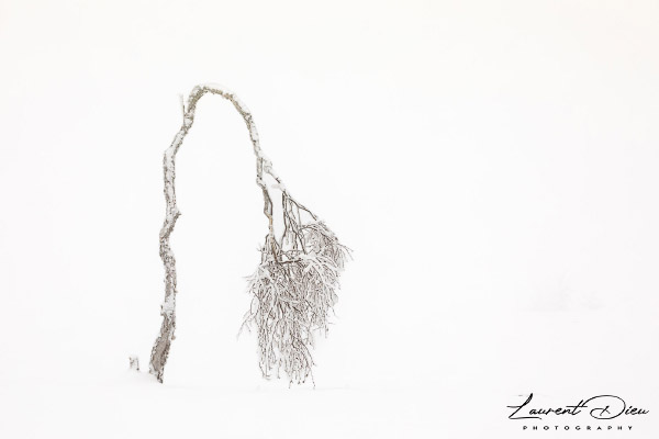 Noir Flohay - Les Hautes-Fagnes (High Fens) Belgique. Canon EOS 5D Mark IV - Canon EF 100-400mm f/4.5-5.6 L IS II USM.