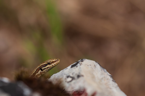 Lézard des murailles (Podarcis muralis) Common wall lizard.