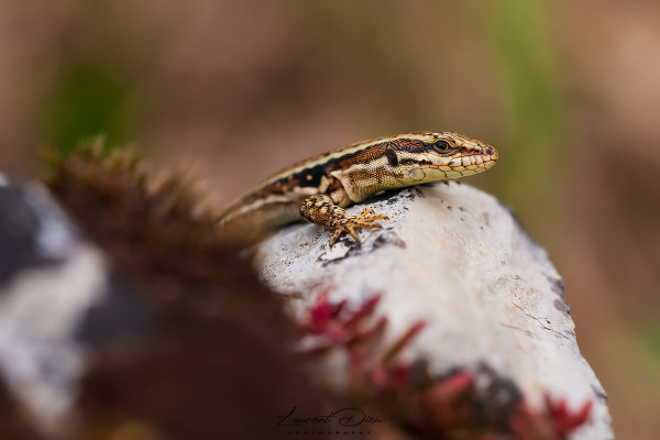 Lézard des murailles (Podarcis muralis) Common wall lizard.