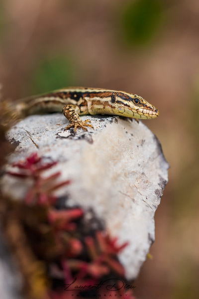 Lézard des murailles (Podarcis muralis) Common wall lizard.