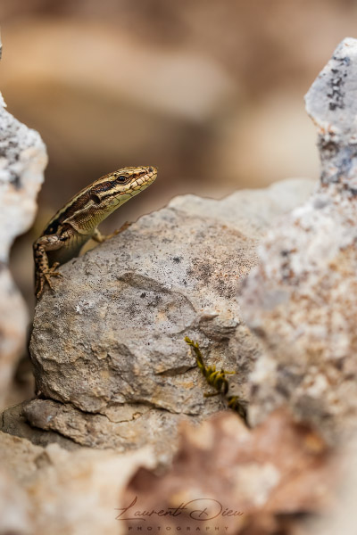 Lézard des murailles (Podarcis muralis) Common wall lizard.