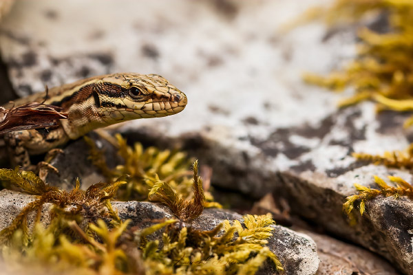 Lézard des murailles (Podarcis muralis) Common wall lizard.