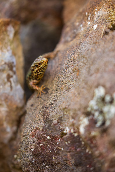 Lézard des murailles (Podarcis muralis) Common wall lizard. Canon EOS 5D Mark IV - Canon EF 100-400mm f/4.5-5.6 L IS II USM
