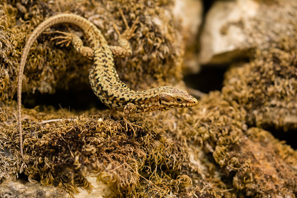 Lézard des murailles (Podarcis muralis) Common wall lizard. Canon EOS 5D Mark IV - Canon EF 100-400mm f/4.5-5.6 L IS II USM