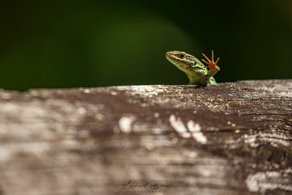 Lézard des murailles (Podarcis muralis) Common wall lizard.