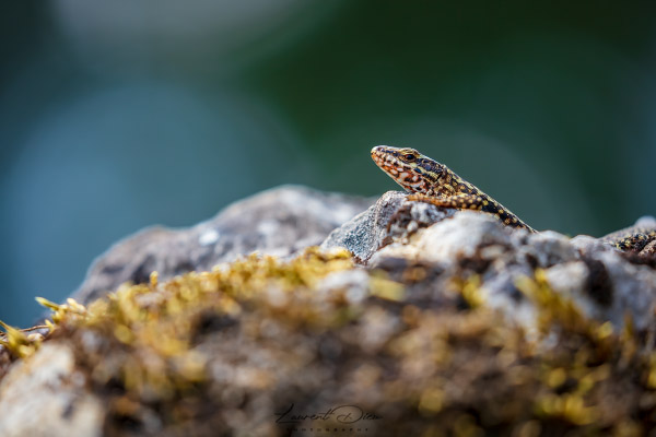 Lézard des murailles (Podarcis muralis) Common wall lizard.