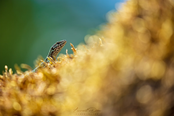 Lézard des murailles (Podarcis muralis) Common wall lizard. Canon EOS 5Ds - Canon EF 100-400mm f/4.5-5.6 L IS II USM