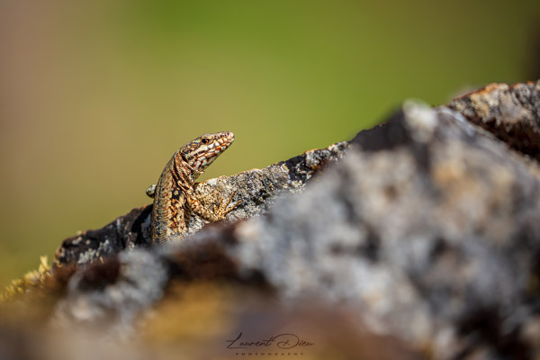 Lézard des murailles (Podarcis muralis) Common wall lizard.