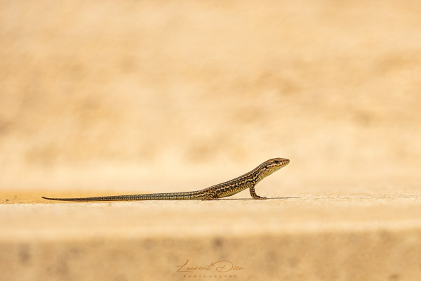 Lézard des murailles (Podarcis muralis) Common wall lizard.